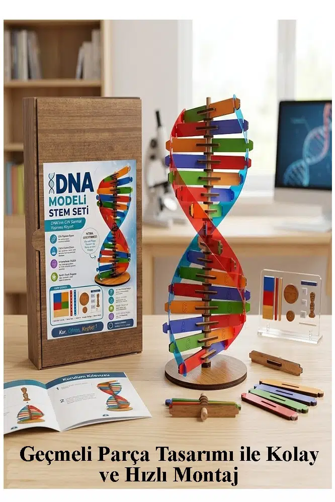 Dna Modeli 1 Paket Ahşap DNA Yapım Seti Dna Sarmalı Deney Yapım Seti Okul Materyali Fen Bilimleri